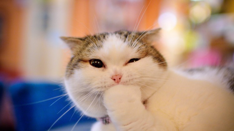 Няшные коты