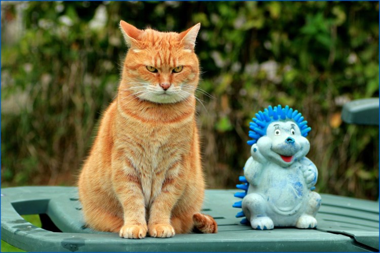 Кот улыбается