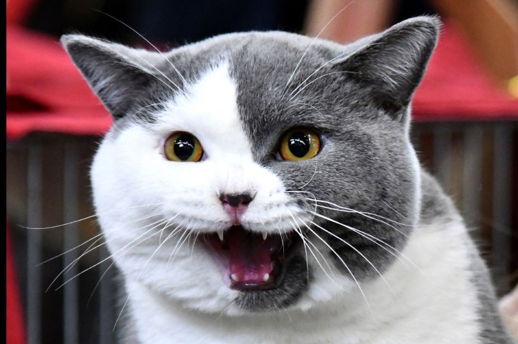 Кошка улыбается