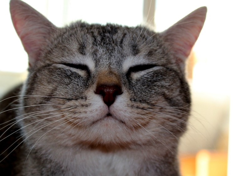 Довольный кот