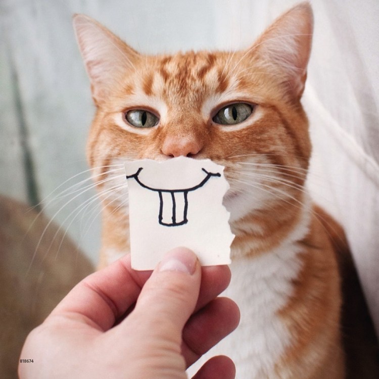 Смешной кот улыбается