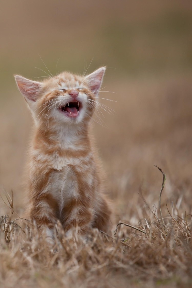 Кот улыбается