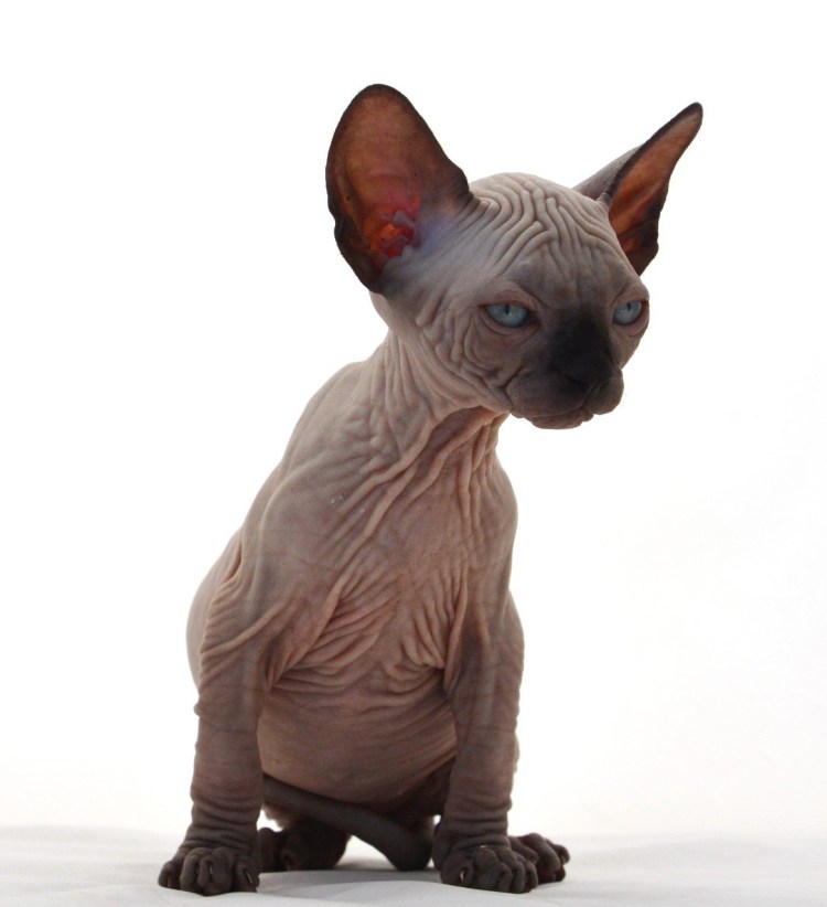 Донской сфинкс черный мохнатый