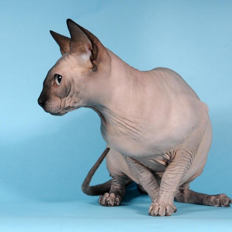 Сфинкс канадский полуволосатый