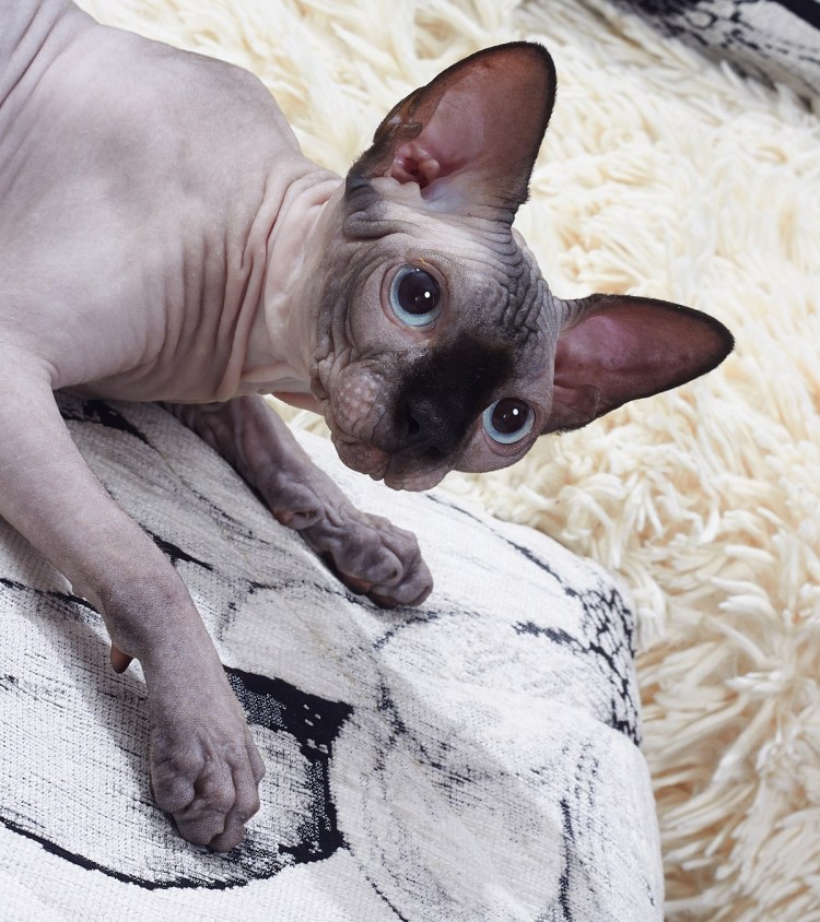 Бракованный сфинкс