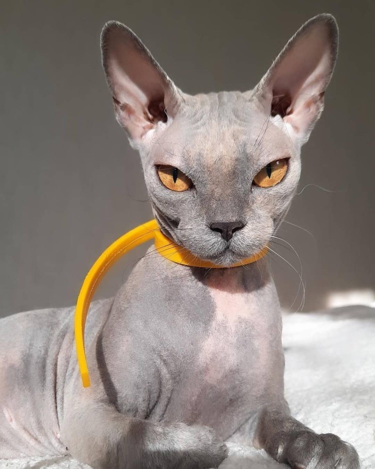 Сфинкс Кэти