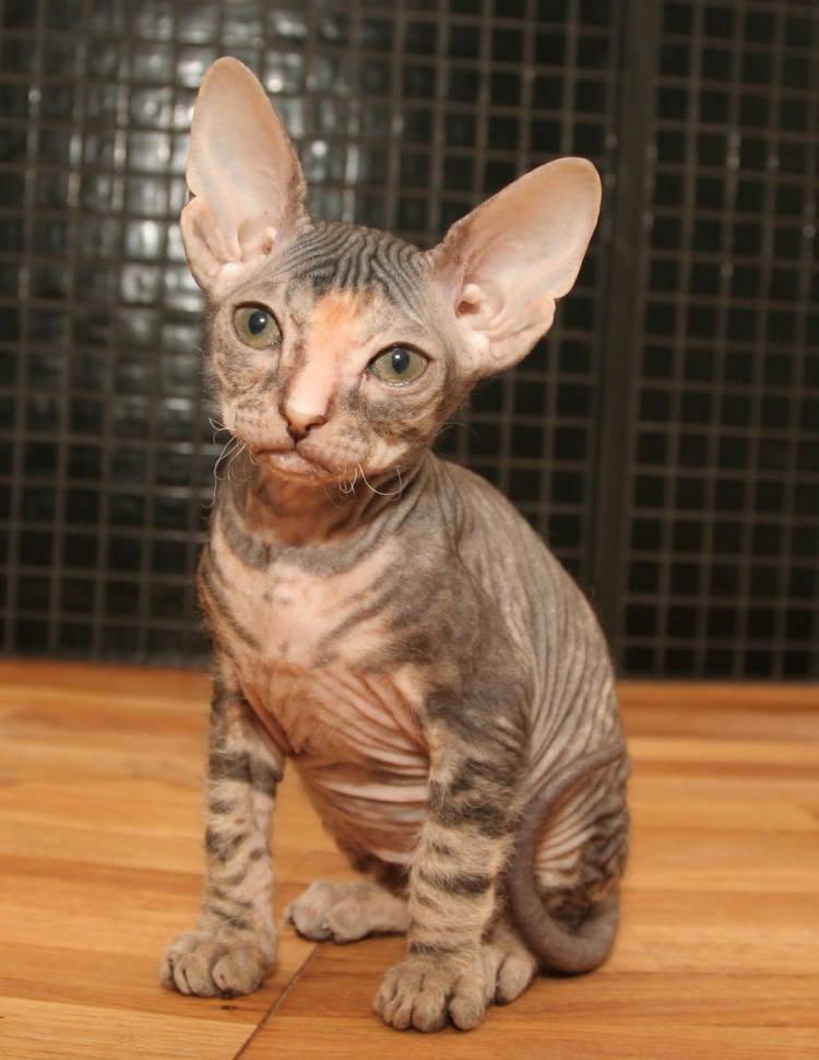 Ольга Никишина сфинкс