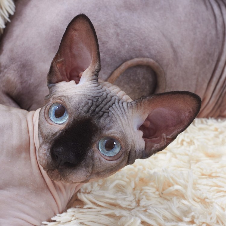 Браш поинт Петерболд