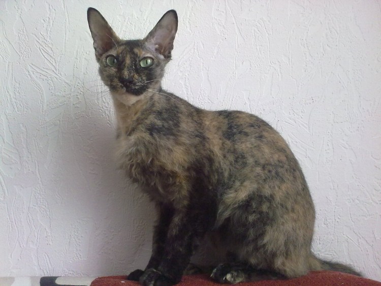 Донской велюровый сфинкс белый