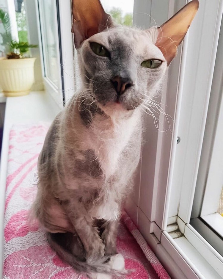 Донской сфинкс волосатый