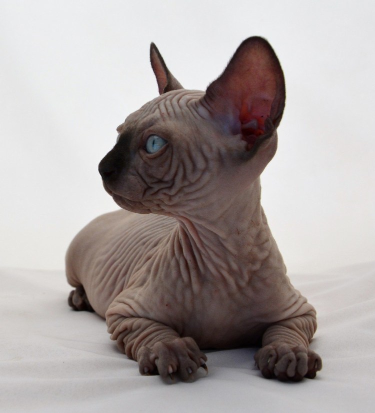 Донской сфинкс кучерявый