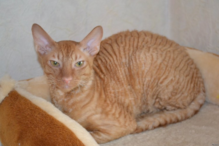 Донской сфинкс Корниш рекс