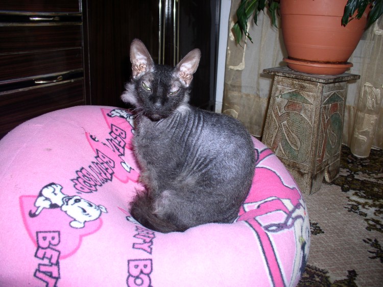 Сфинкс волосатик