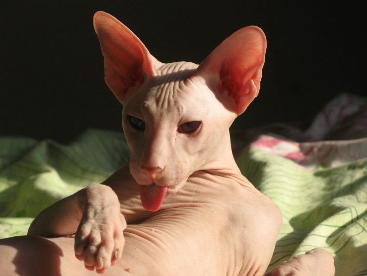 Китайская лысая