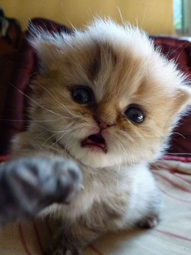 Котики они злятся