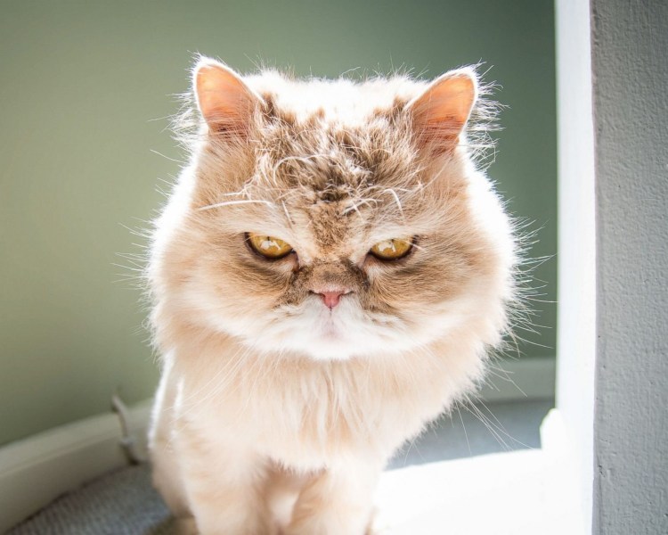 Кошка злится