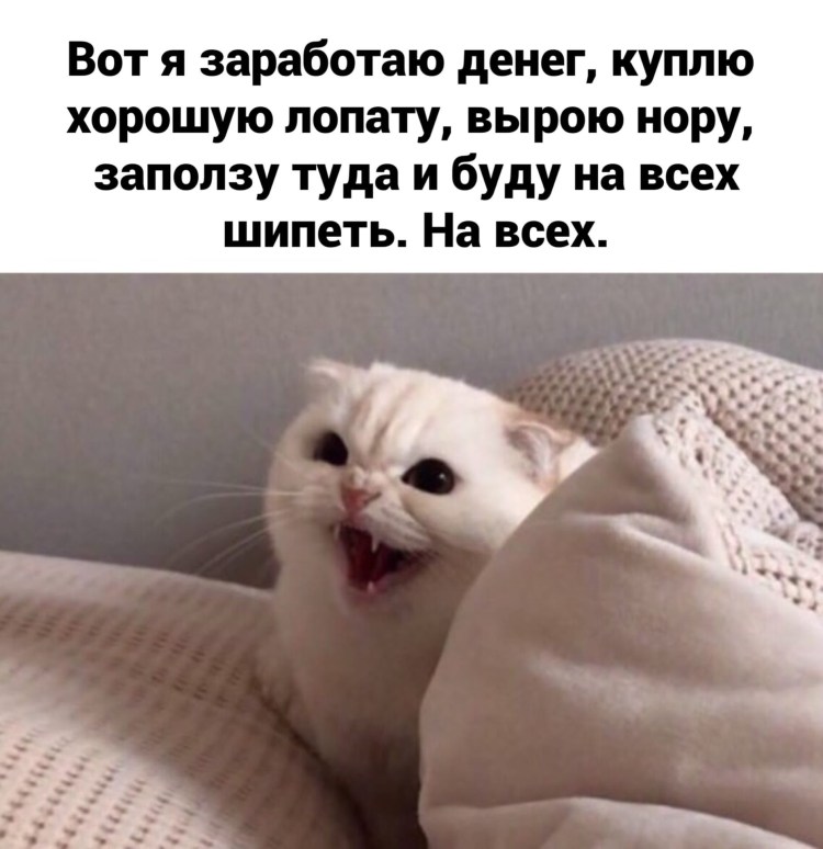 Котик злится Мем
