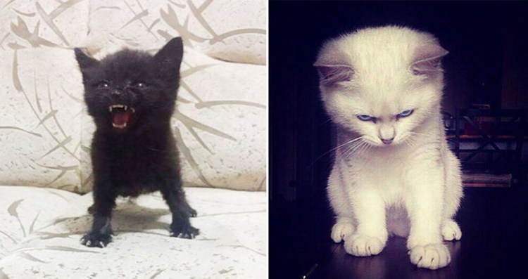 Маленький злой котенок