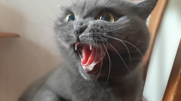 Я немного злюся милые