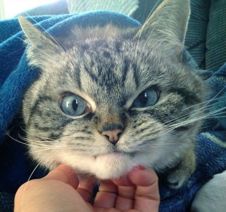 Кот вампир Локи