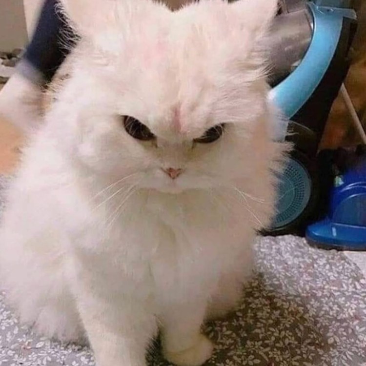 Злой милый кот