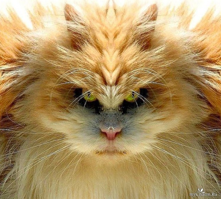 Погладь кота погладь кота сцуко