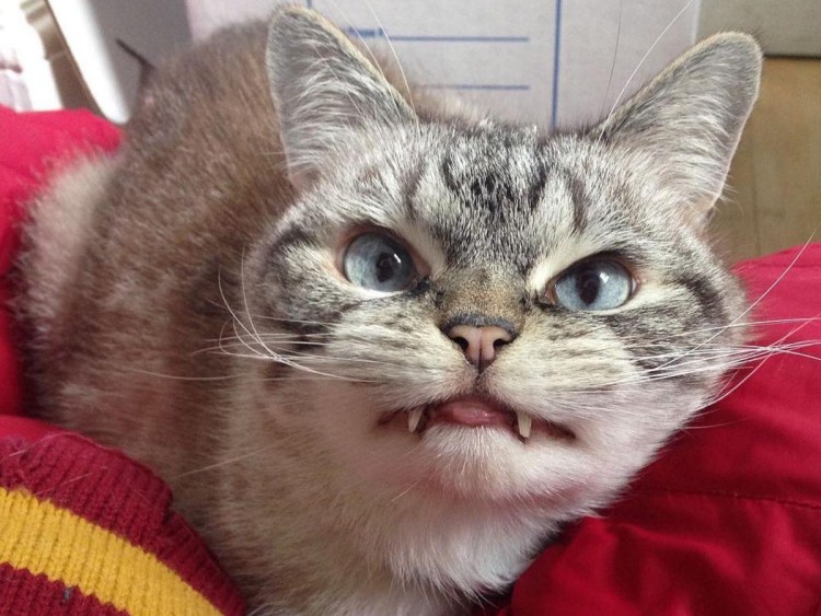 Злое лицо кота