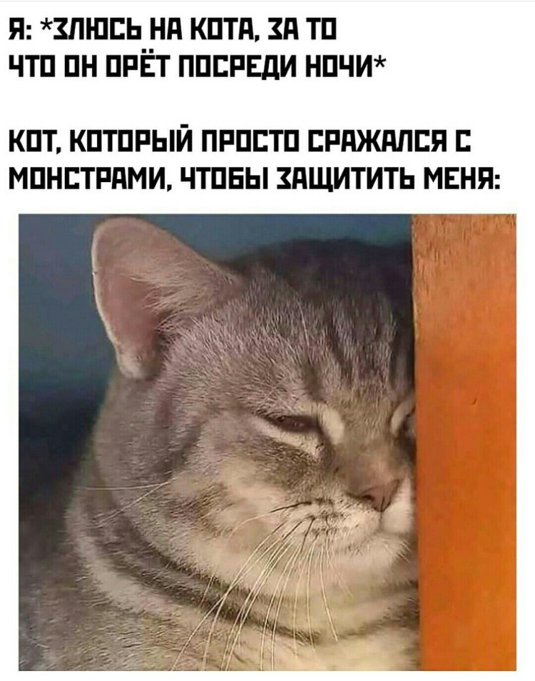 Коты с текстом
