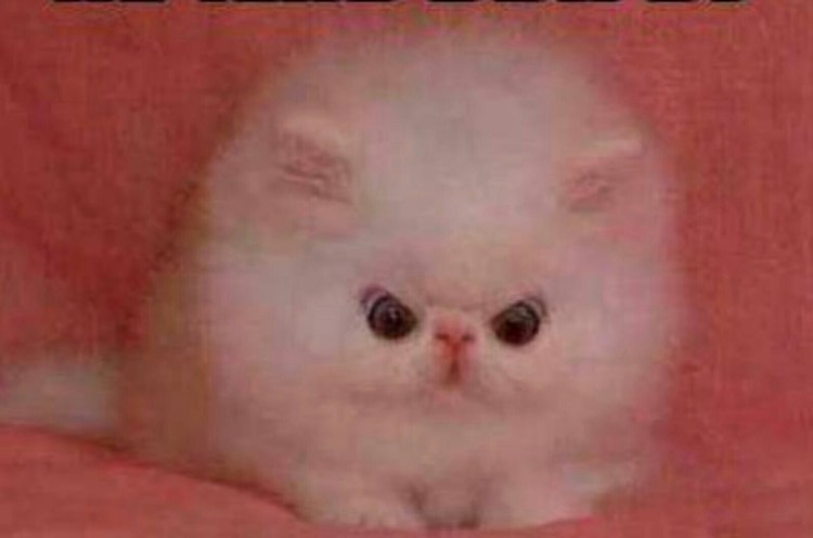 Я буду убивать котенок