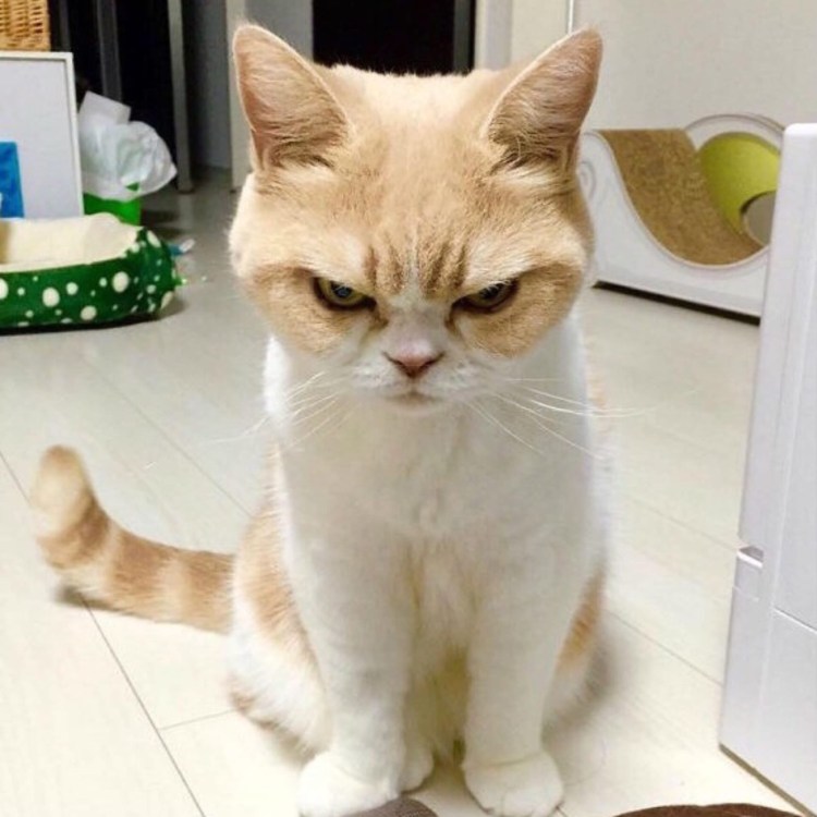 Недовольная кошка