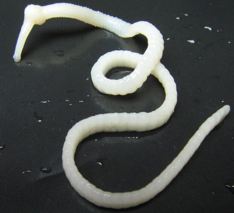 Круглый гельминт Ascaris lumbricoides