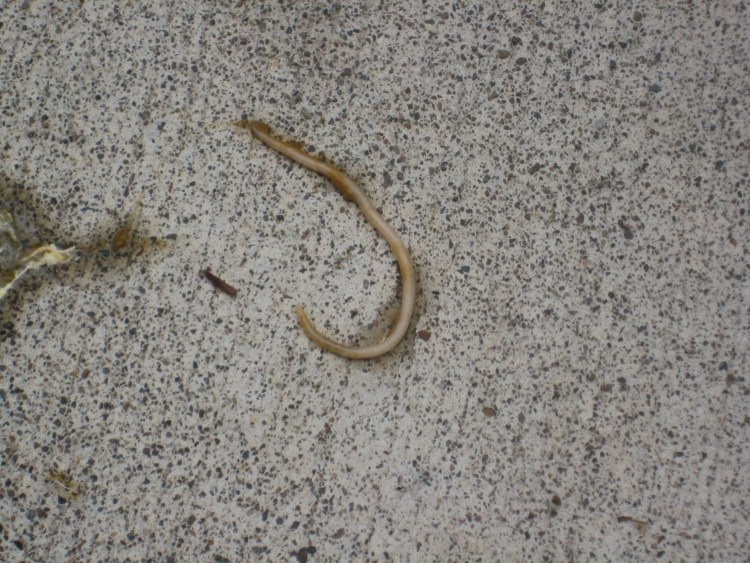 Паразит власоглав аскариды