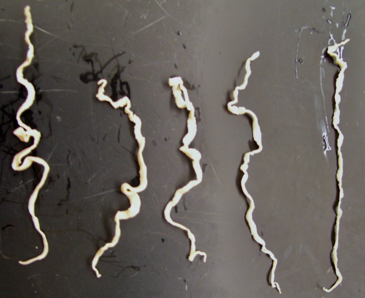 Круглые черви аскарида человеческая