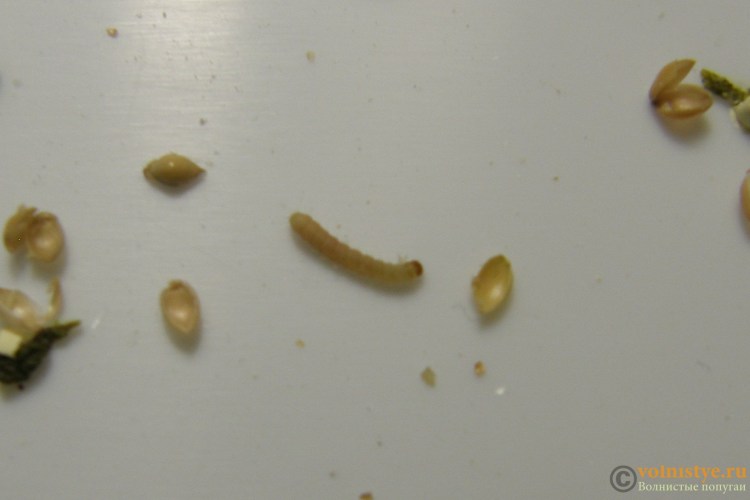 Аскариды острицы нематоды