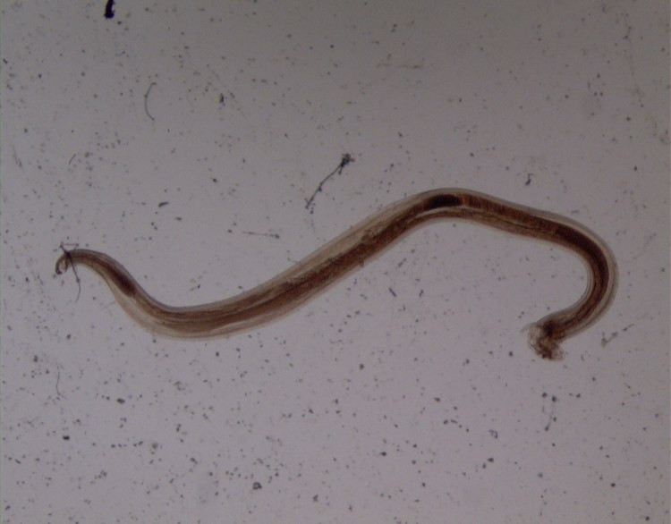 Анкилостома геогельминты