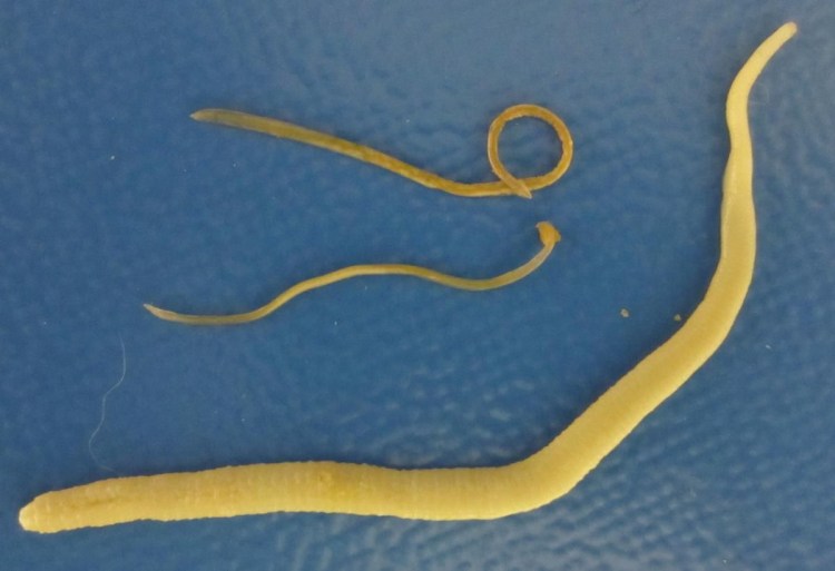 Нематоды Aelurostrongylus abstrusus