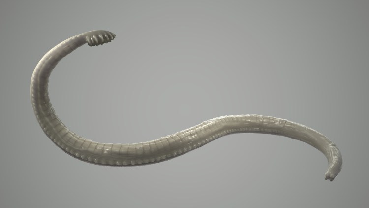 Круглые черви аскарида человеческая
