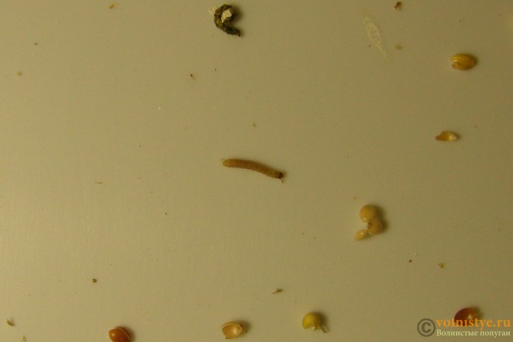 Паразит круглый червь аскариды