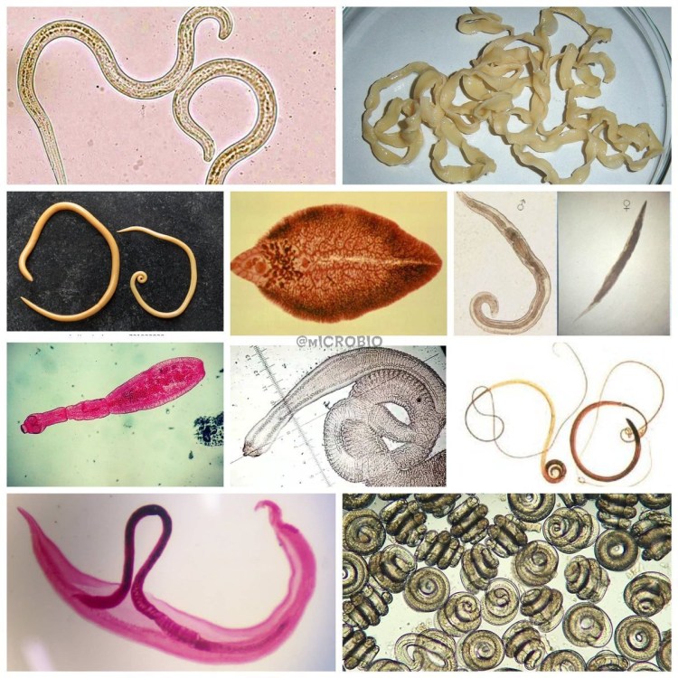 Огуречный цепень (Dipylidium caninum)