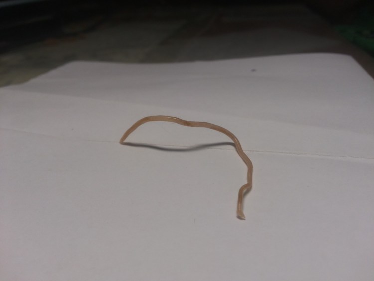 Кошка в листьях