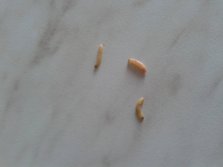 Кошачьи глисты анкилостома