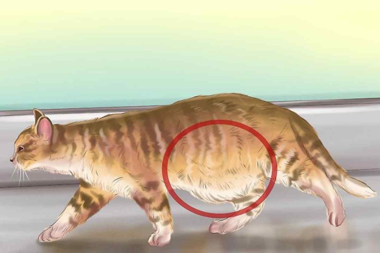 Аскарида Кошачья препараты