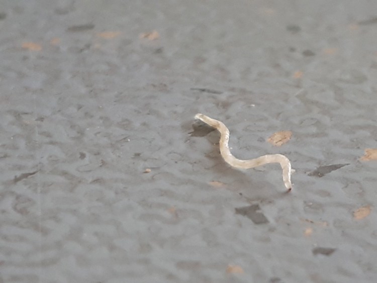 Заражение гельминтами Ascaris lumbricoides, necator americanus и Ancylostoma duodenale