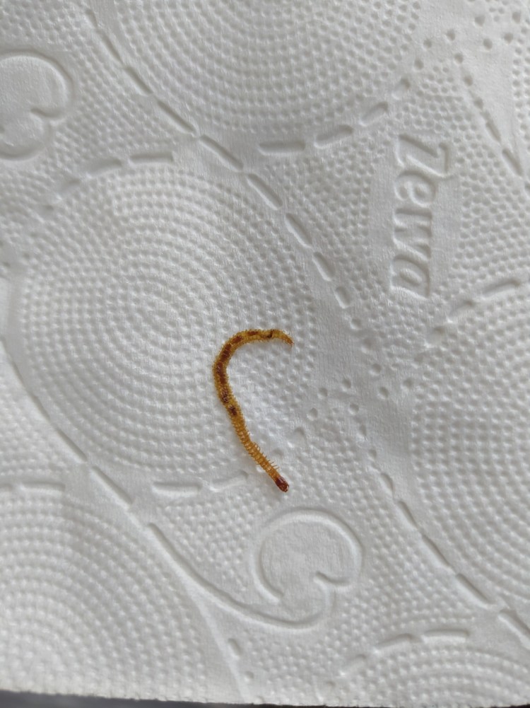 Красные черви гельминты