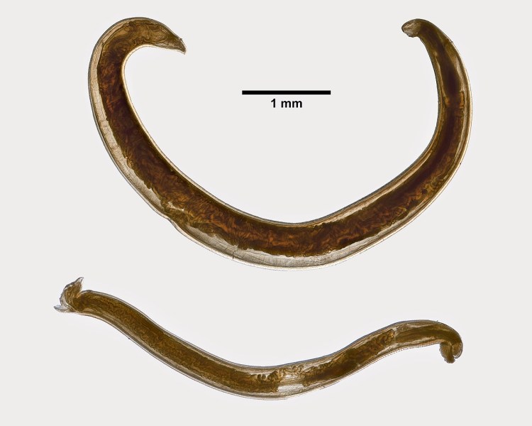 Плоские кошачьи глисты