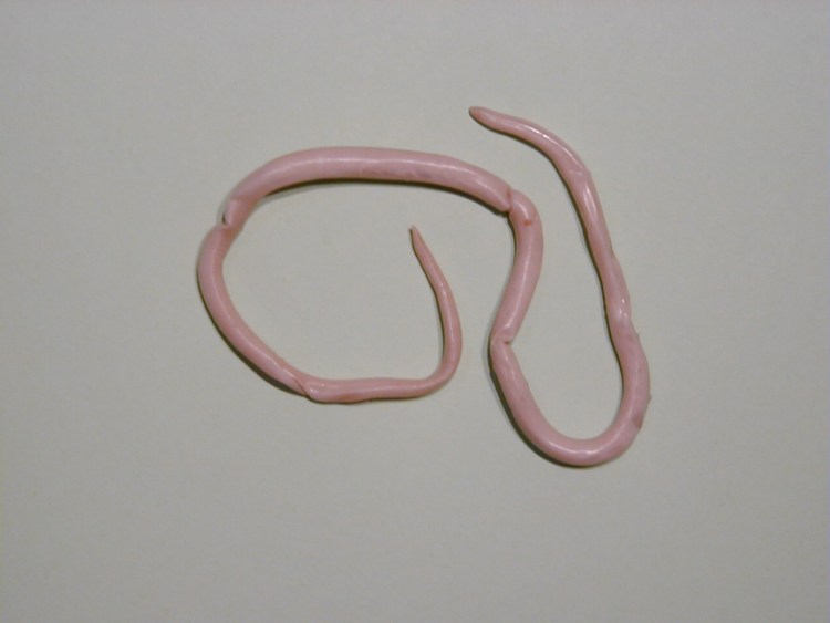 Энтеробиоз яйца остриц