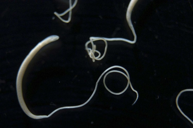 Глисты у кота аскариды