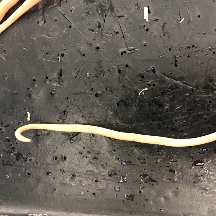 Анкилостома у кошек фото