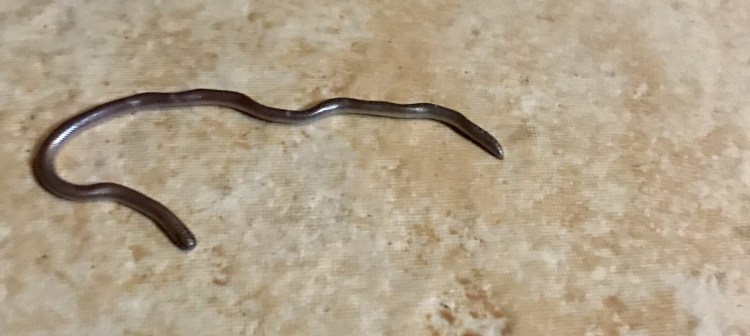 Меланж это калл червей Арракиса