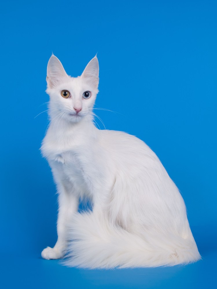 Турецкая ангора кошка серая